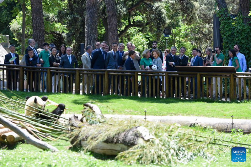 Riesenpanda-P?rchen wird in Madrid vorgestellt