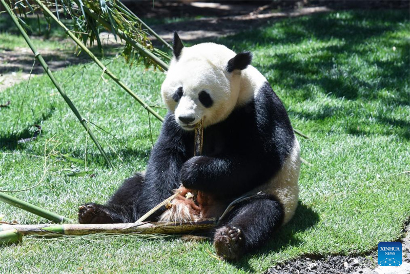 Riesenpanda-P?rchen wird in Madrid vorgestellt