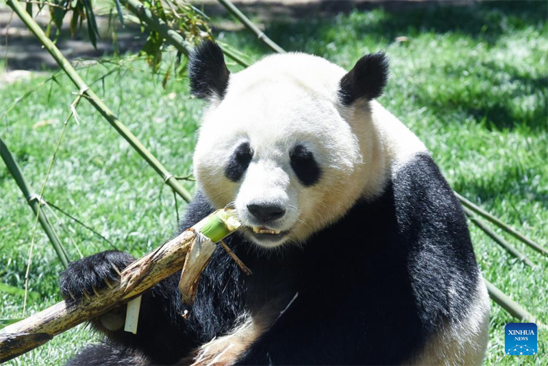 Riesenpanda-P?rchen wird in Madrid vorgestellt