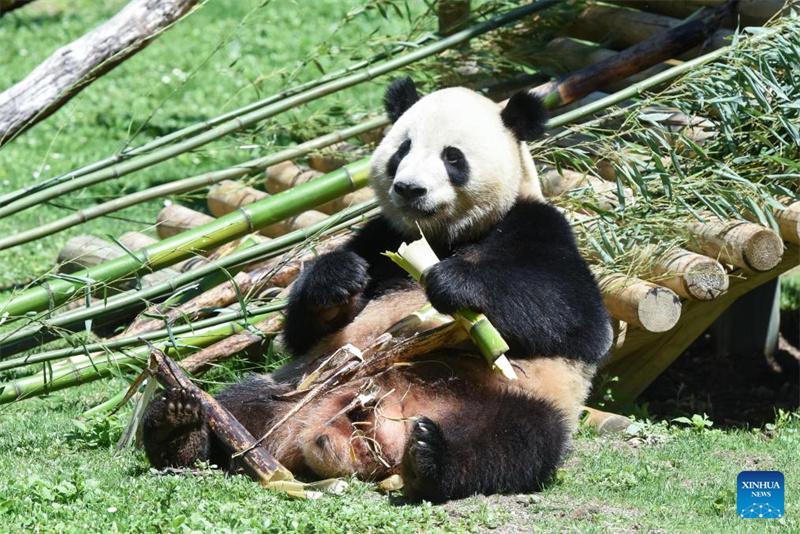 Riesenpanda-P?rchen wird in Madrid vorgestellt