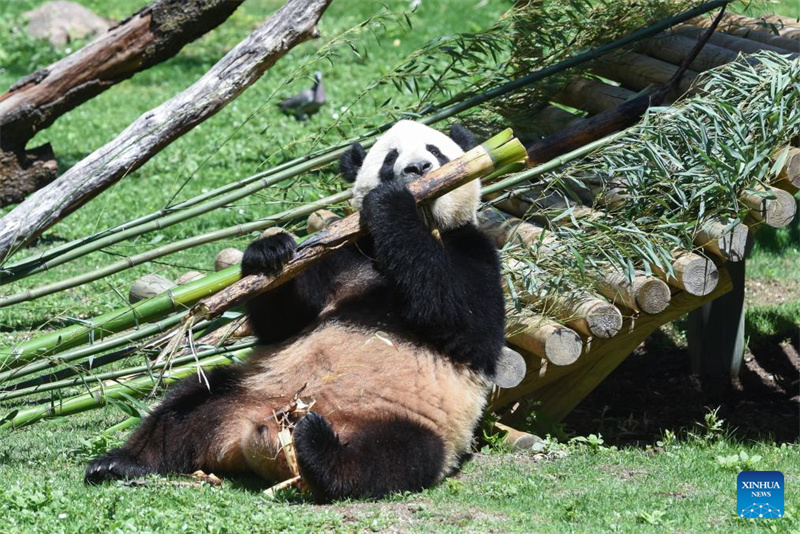 Riesenpanda-P?rchen wird in Madrid vorgestellt