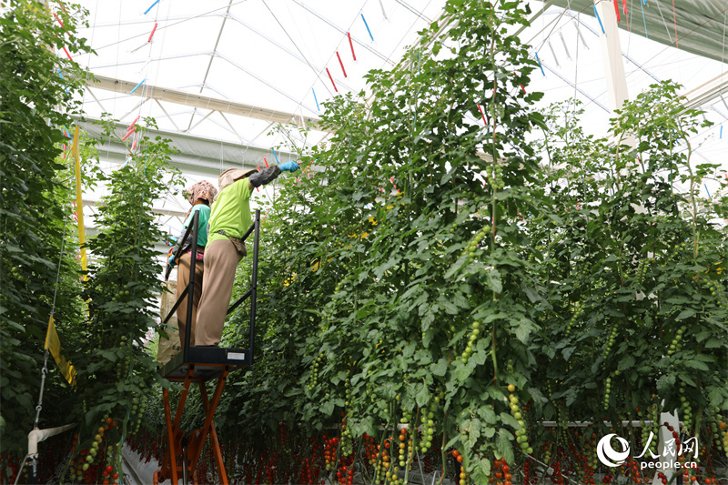 Xinjiang: Kleine Tomaten setzen auf Big Data