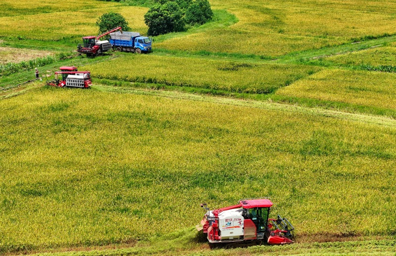 Erntebeginn für gro?fl?chigen Frühreis