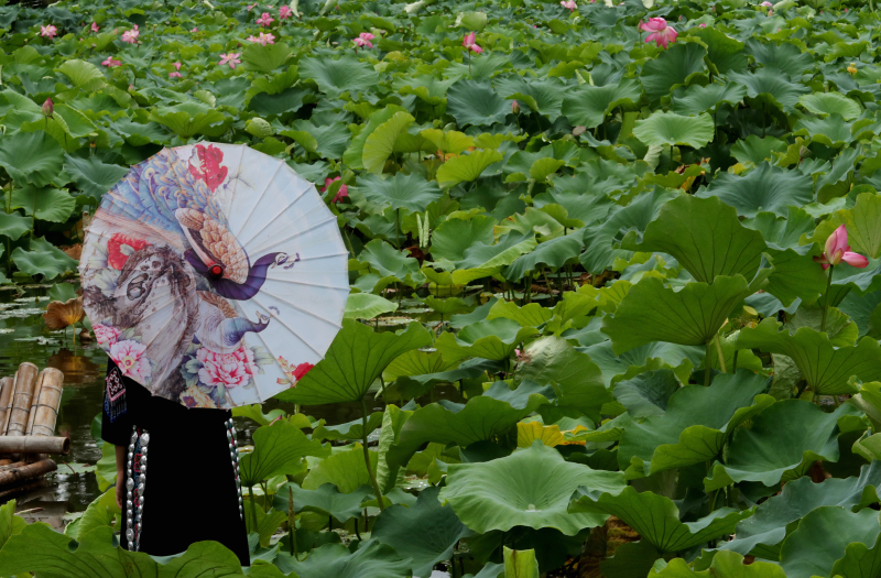 Kunming: 12. Lotusblumenausstellung im Cuihu-Park er?ffnet