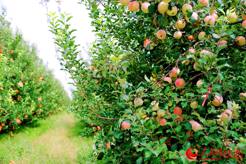 Die Zweige h?ngen voller ?pfel, und die Obstbauern freuen sich über eine gute Ernte