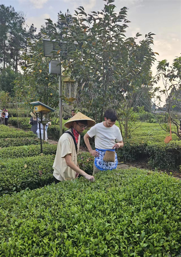 Mediengruppe aus lateinamerikanischen L?ndern in Chengdu: Tee pflücken und verkosten waren eine Freude