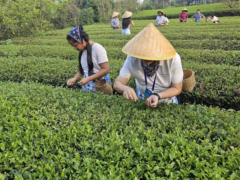 Mediengruppe aus lateinamerikanischen L?ndern in Chengdu: Tee pflücken und verkosten waren eine Freude