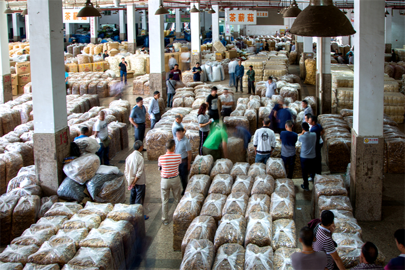 Chinas Pilzindustrie tr?gt zu nachhaltiger Landwirtschaft und Ern?hrungssicherheit bei