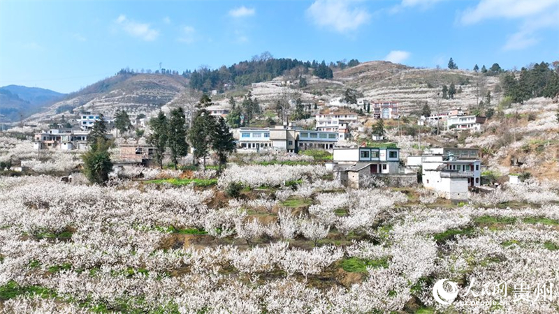 Kirschblütenmeer in Guiyang bildet eine malerische Landschaft