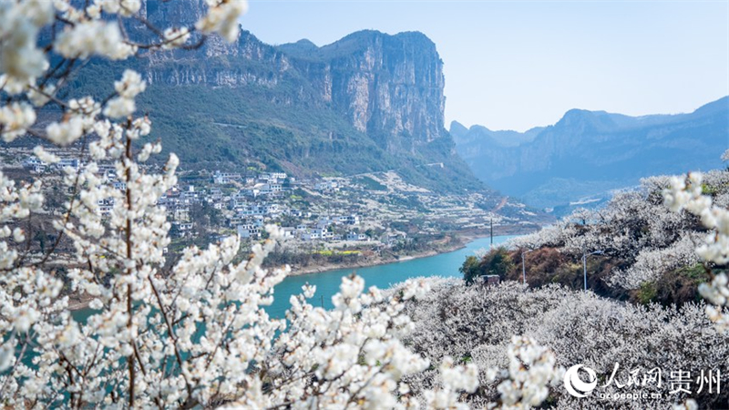 Kirschblütenmeer in Guiyang bildet eine malerische Landschaft