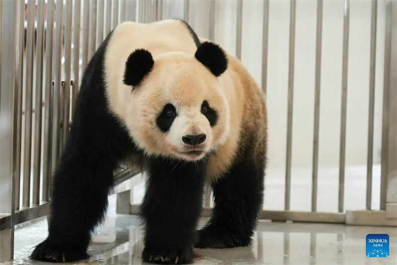 Neue Basis für Naturschutz und Forschungszentrum für Riesenpandas geht in Probebetrieb