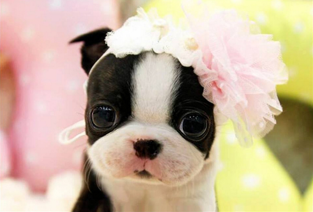 Sü?e Tierbabys